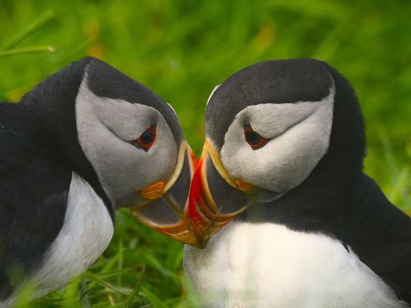 Outer Hebrides and Shiant Isles cruise, Scotland