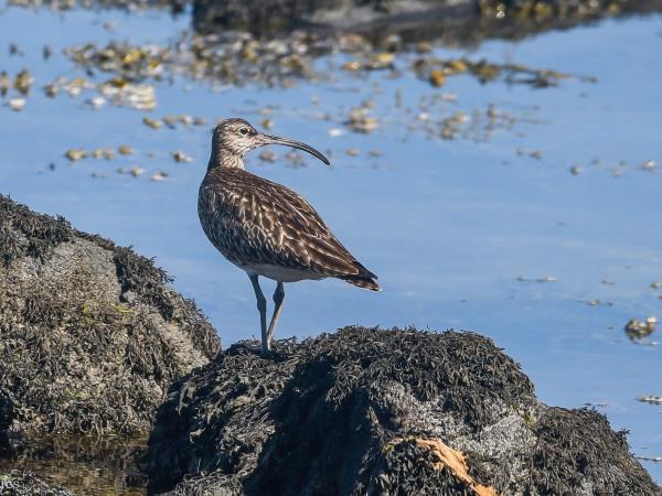 Wildlife sailing holiday in Scotland