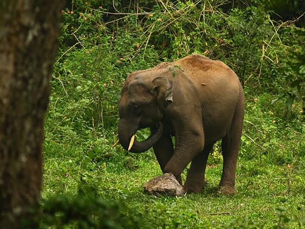 Western Ghats walking tour in India