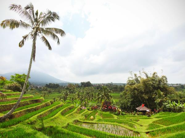 Java and Bali 10 day tour