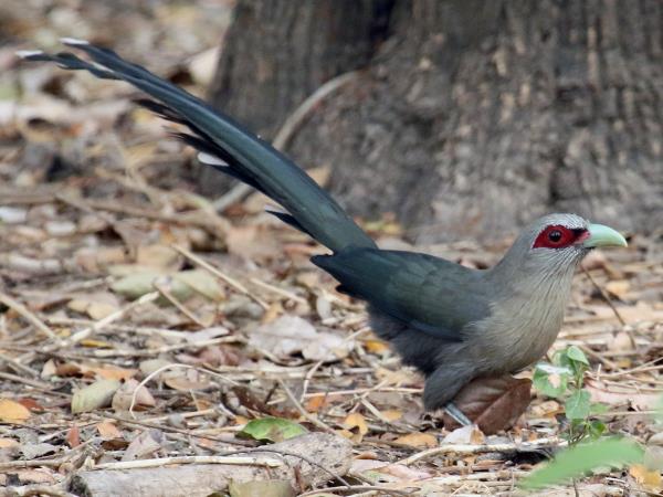 Myanmar cycling, birdwatching & culture tour