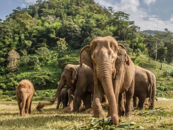 Thailand family tour