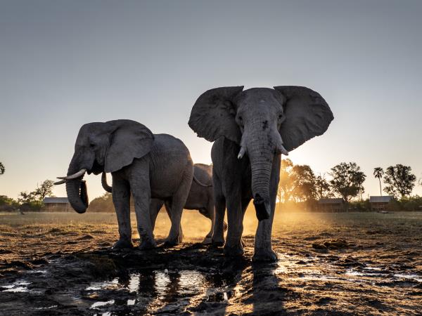 Botswana family safari holiday