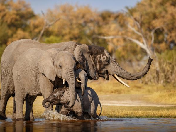 Northern Namibia and Botswana self drive safari