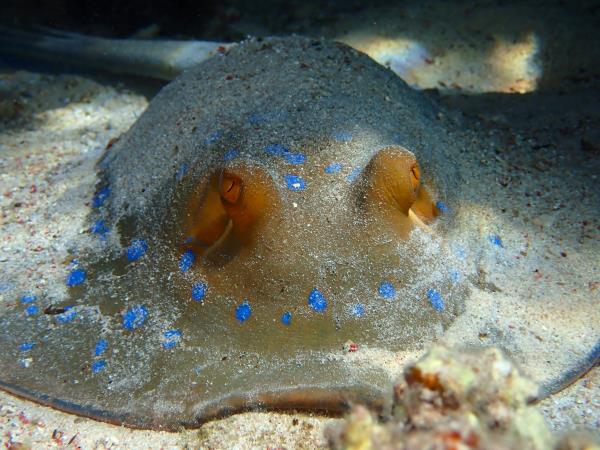 Family scuba diving holidays in the Red Sea