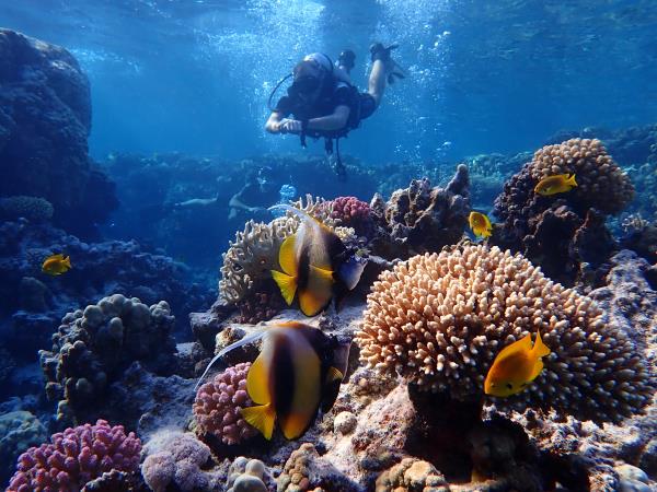Learn to scuba dive in the Red Sea