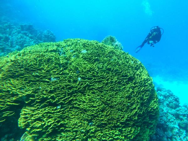Family learn to scuba dive holidays