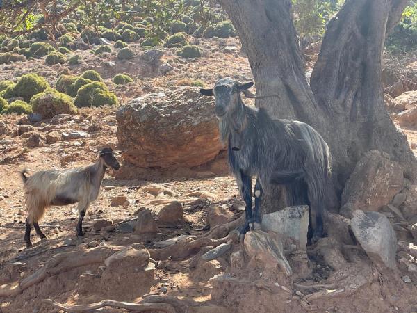 Walking holiday in rural Crete