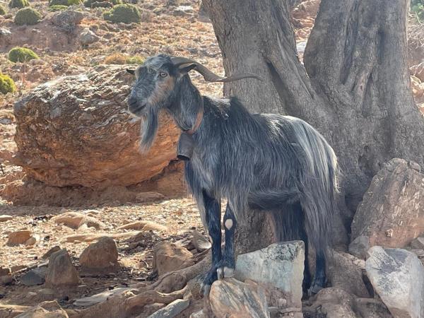 Easy walking holiday in Crete