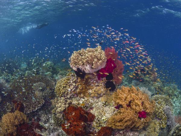 Halmahera snorkeling holiday in Indonesia