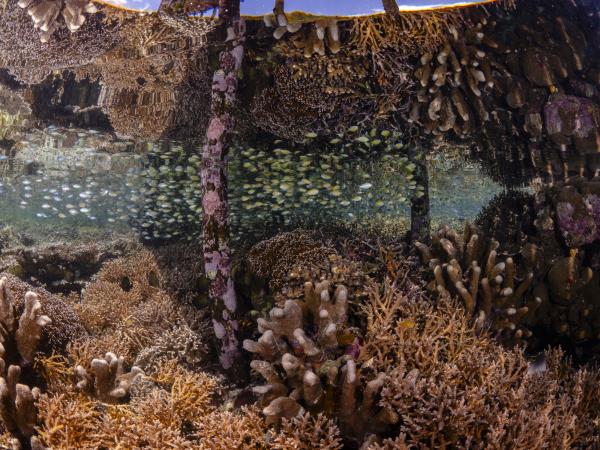 Halmahera snorkeling holiday in Indonesia