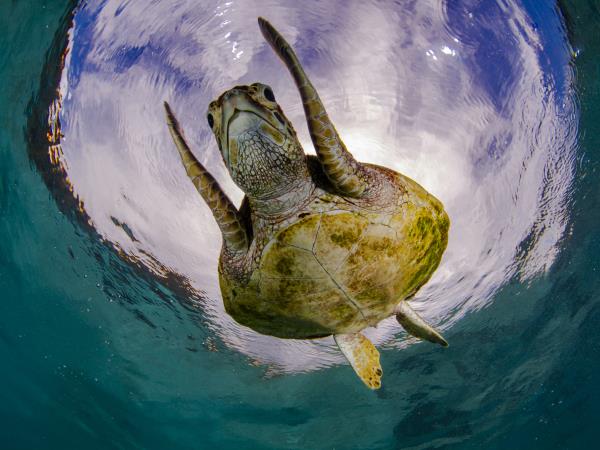 Southern Raja Ampat snorkelling holiday, Indonesia