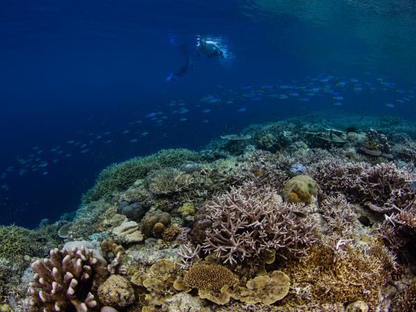 Southern Raja Ampat snorkelling holiday, Indonesia