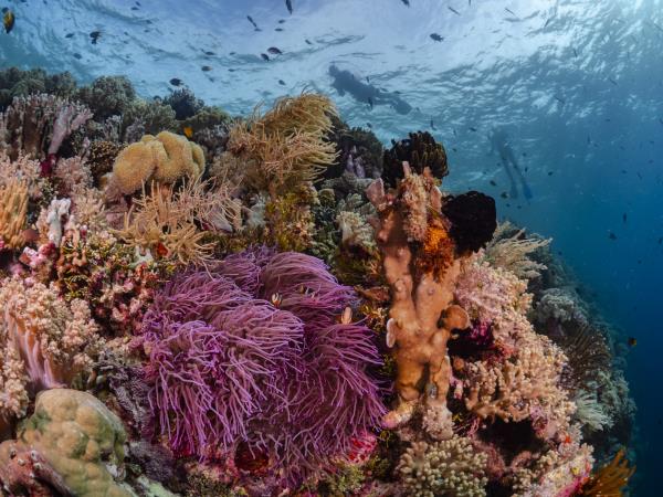 Raja Ampat & Wakatobi snorkeling holiday