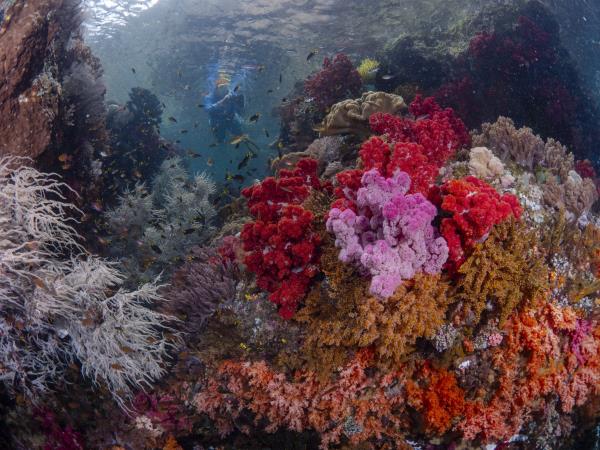 Snorkeling holiday in Triton Bay & Raja Ampat