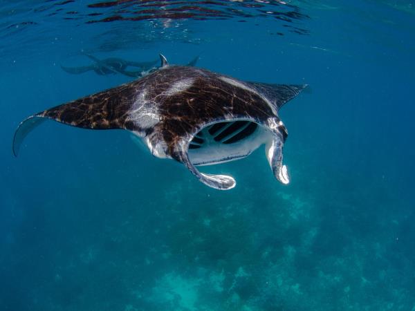 Snorkeling holiday in Triton Bay & Raja Ampat