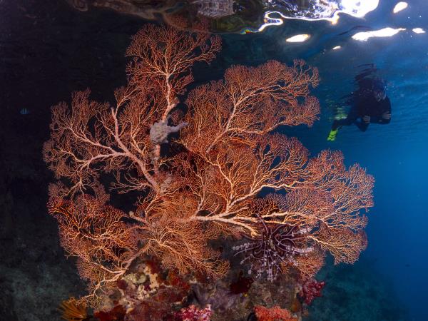 Snorkeling holiday in Triton Bay & Raja Ampat