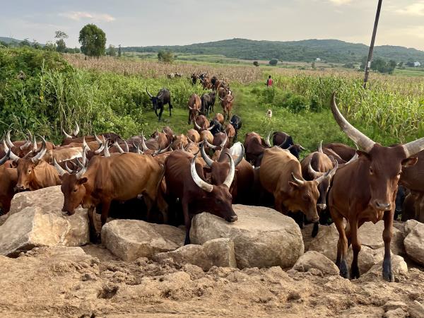 Volunteer teaching holiday in Tanzania