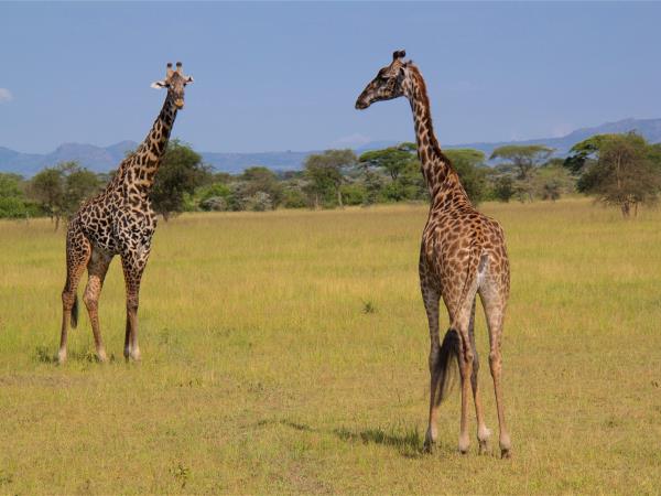 Volunteer teaching holiday in Tanzania