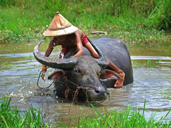 Myanmar cycling, birdwatching & culture tour