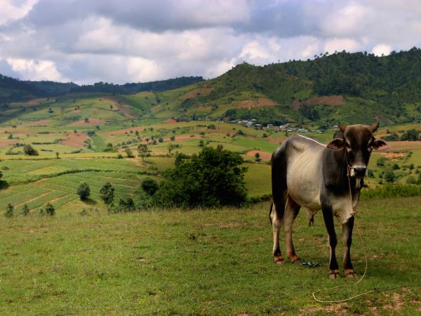 Myanmar cycling, birdwatching & culture tour