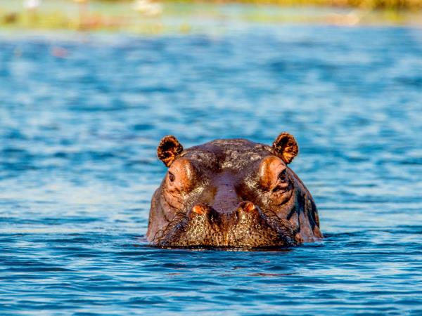 Okavango and Chobe wildlife holiday