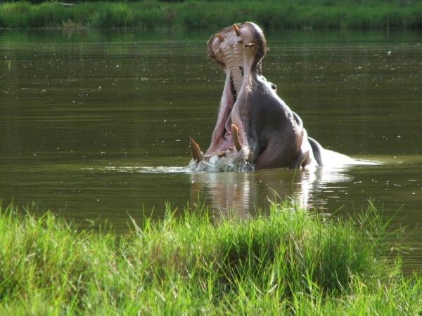 Kenya wildlife volunteering holiday