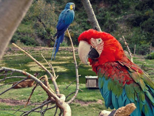 Machu Picchu and Amazon holiday, Peru