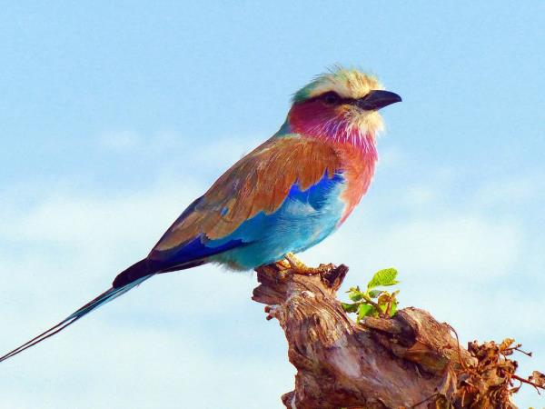 Kenya wildlife volunteering holiday