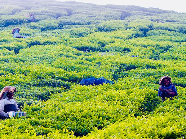 Highlights of Kerala holiday, small group