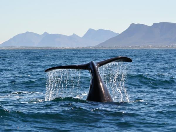 South Africa, wine, whales & safari self drive holiday 