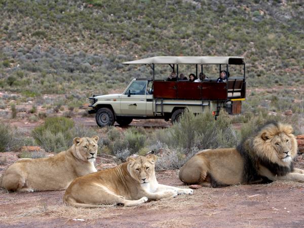 South Africa, wine, whales & safari self drive holiday 