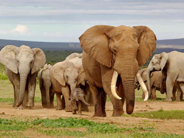 South Africa, wine, whales & safari self drive holiday 
