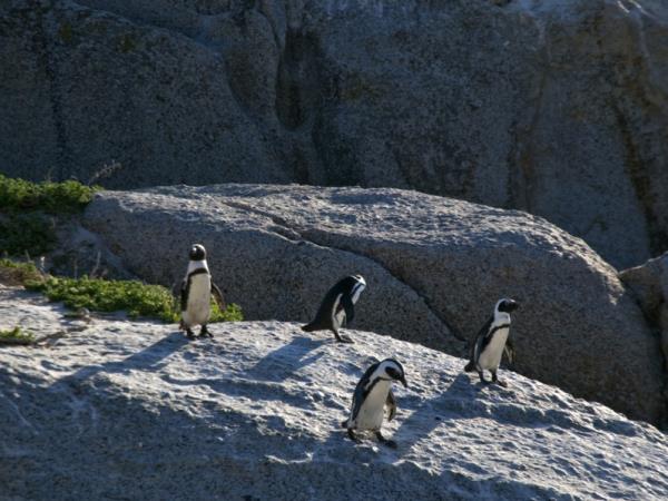 South Africa, wine, whales & safari self drive holiday 