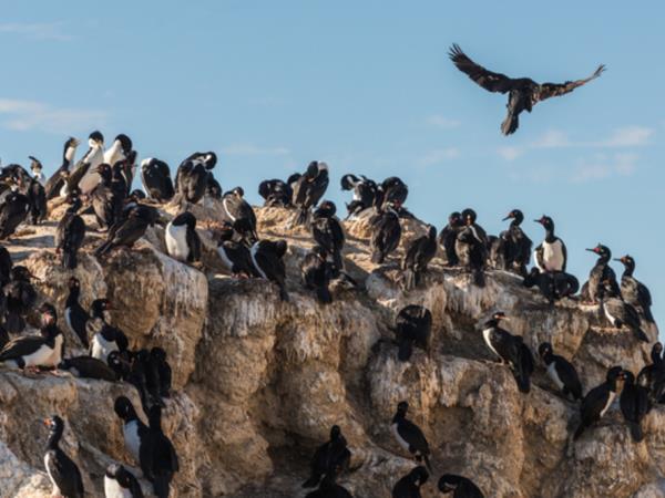 Bah�a Bustamante wildlife holiday, Argentina