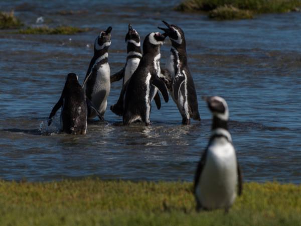 Bah�a Bustamante wildlife holiday, Argentina
