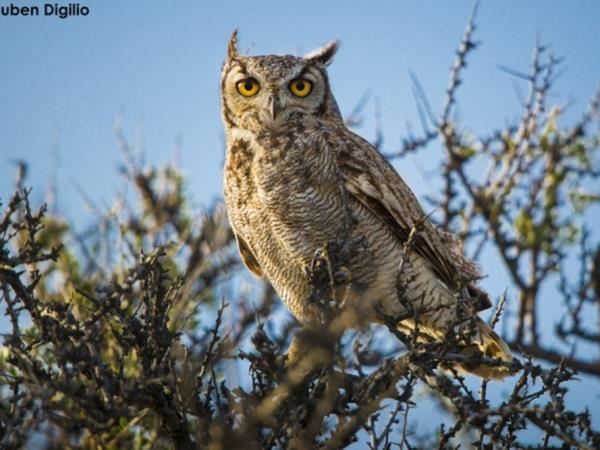 Bah�a Bustamante wildlife holiday, Argentina