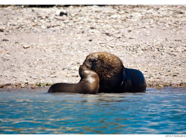 Bah�a Bustamante wildlife holiday, Argentina