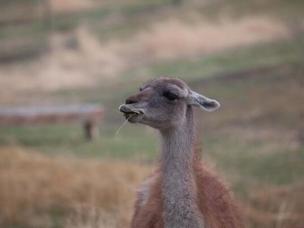 Bah�a Bustamante wildlife holiday, Argentina