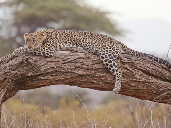 Kenya wildlife volunteering holiday