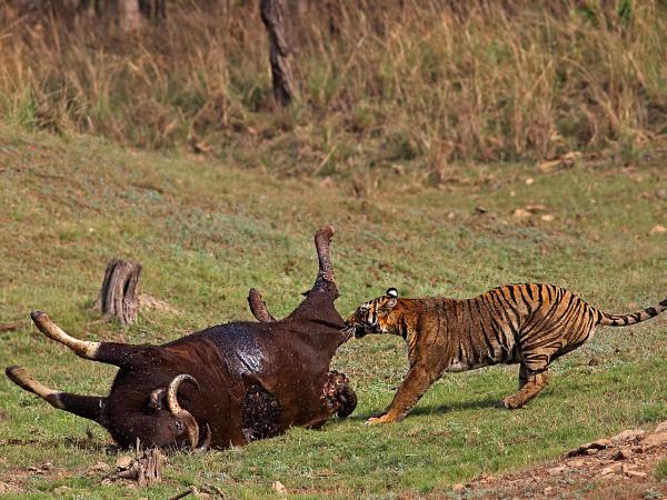 Golden Triangle and Central India tiger safari 