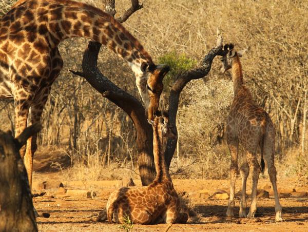 Horseback safari in South Africa