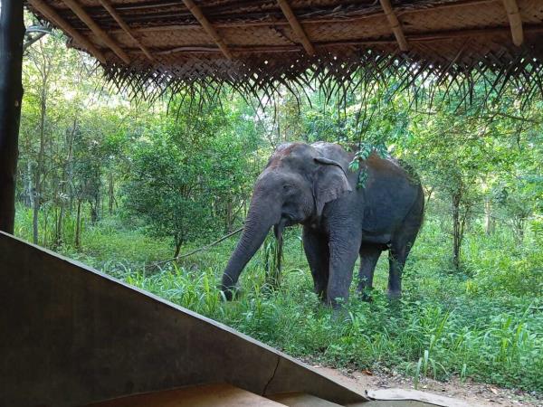 Yala jungle lodge accommodation in Sri Lanka