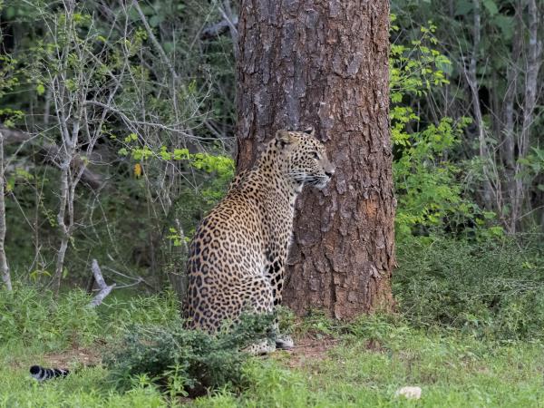 Yala wildlife tour in Sri Lanka
