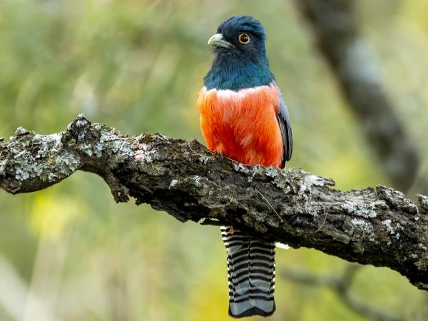 Yungas de Jujuy jungle lodge, Northern Argentina