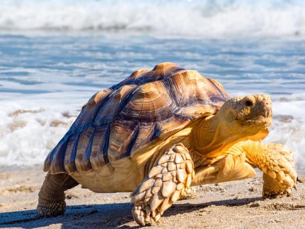 Luxury Peru and Galapagos holiday