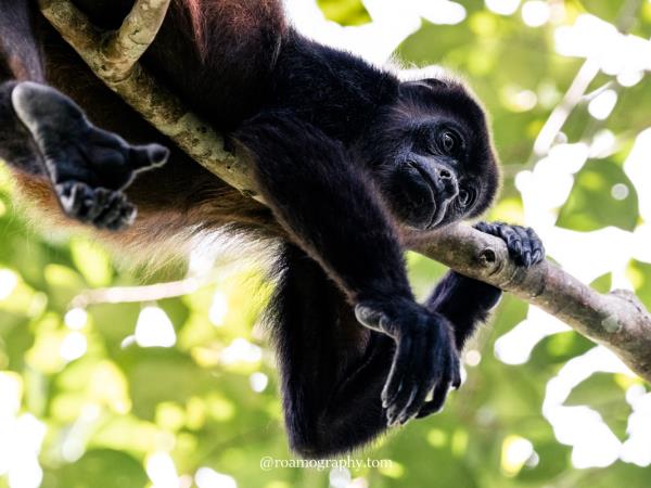 Costa Rica wellness holiday