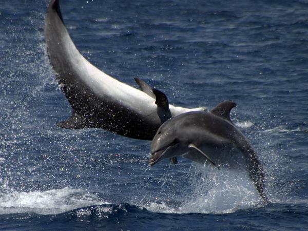 Blue whale watching holiday, migrating giants