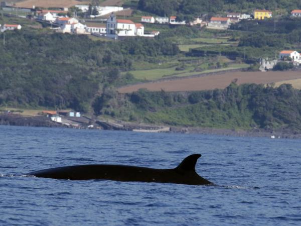 Blue whale watching holiday, migrating giants