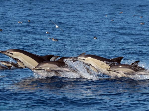 Blue whale watching holiday, migrating giants
